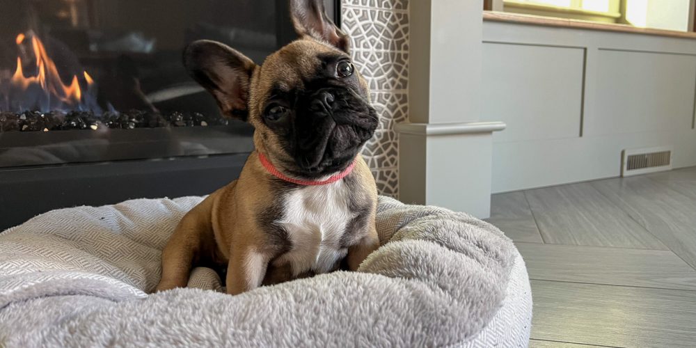 French bulldog puppy