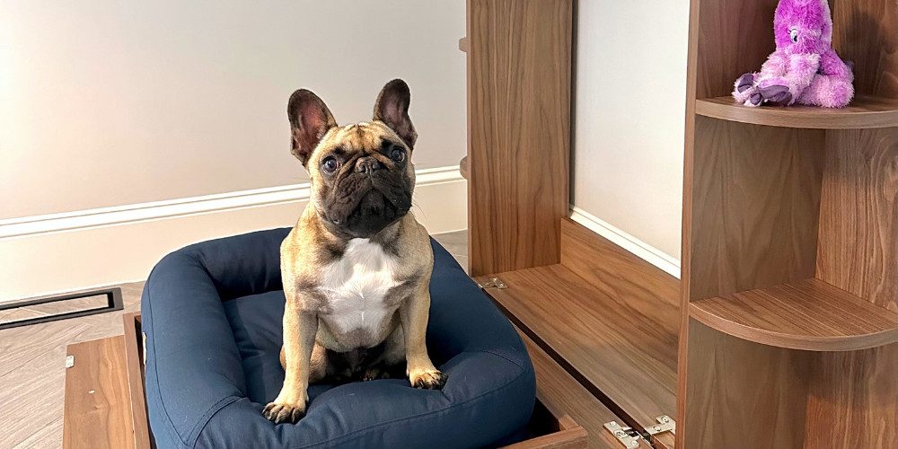 French Bulldog Luna sitting in her new blue "Furphy Bed," a Murphy bed for dogs by Lori Beds, with a walnut finish in a smaller size.